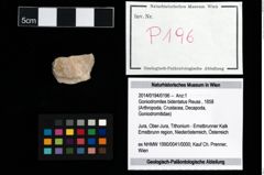 Foto (Objekt + Etikett) von Goniodromites bidentatus (Reuss, 1858)  (NHMW-GEO-2014-0194-0196)